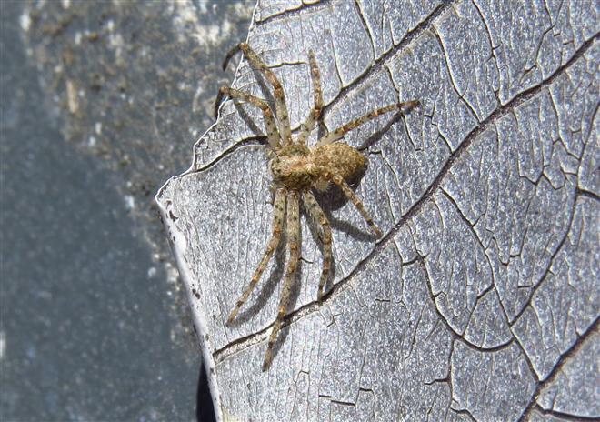 Philodromus cfr. margaritatus  - Costa de Caparica (Portogallo)